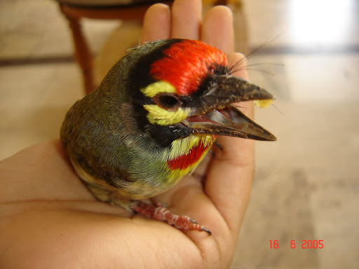 Urban Birds-A Brief&nbsp;Database