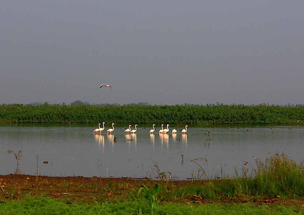 Flamingoes at Sukhna&nbsp;Dam