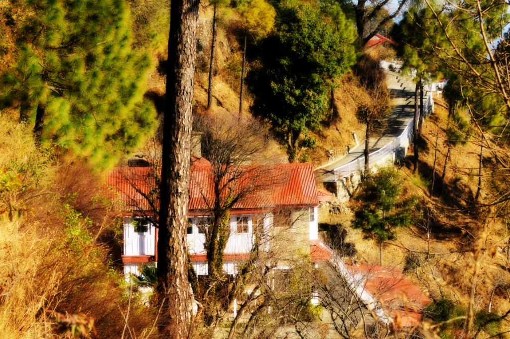 Kasauli & Chail- Naked Trees, Fluffy Dogs, and Oldish&nbsp;Charm