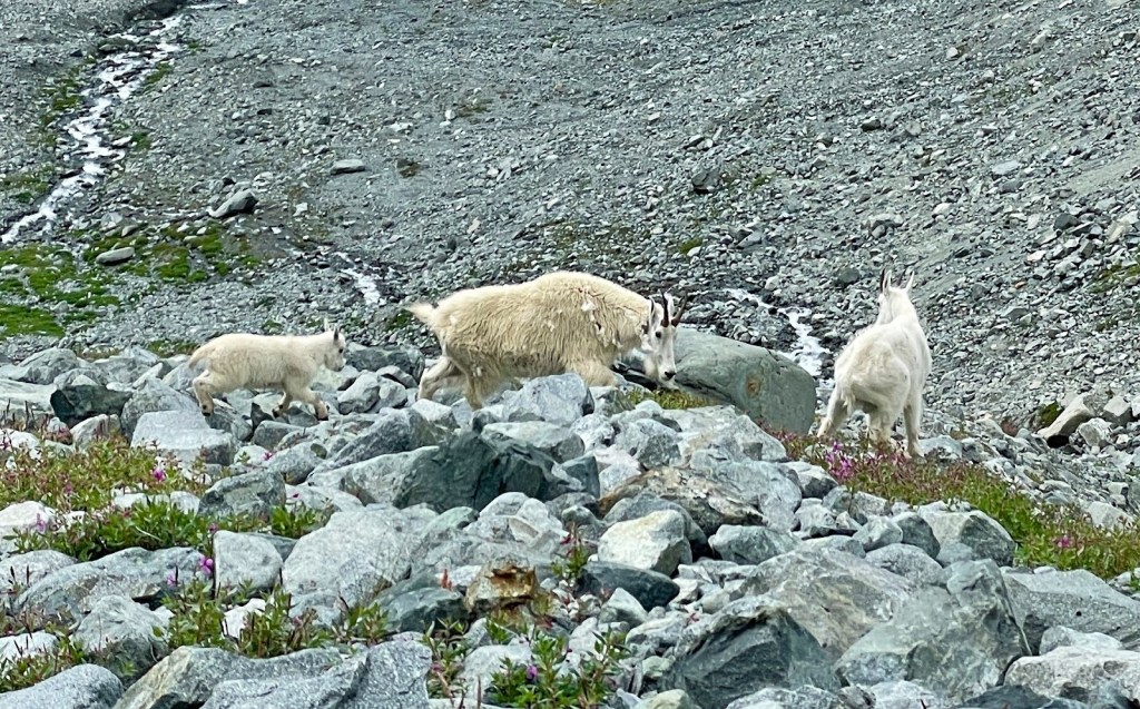 Mountain goats grazing on the Armchair Traverse descent route